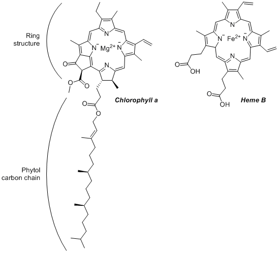 Image result for heme and chlorophyll